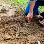 Person planting seed into fresh dirt