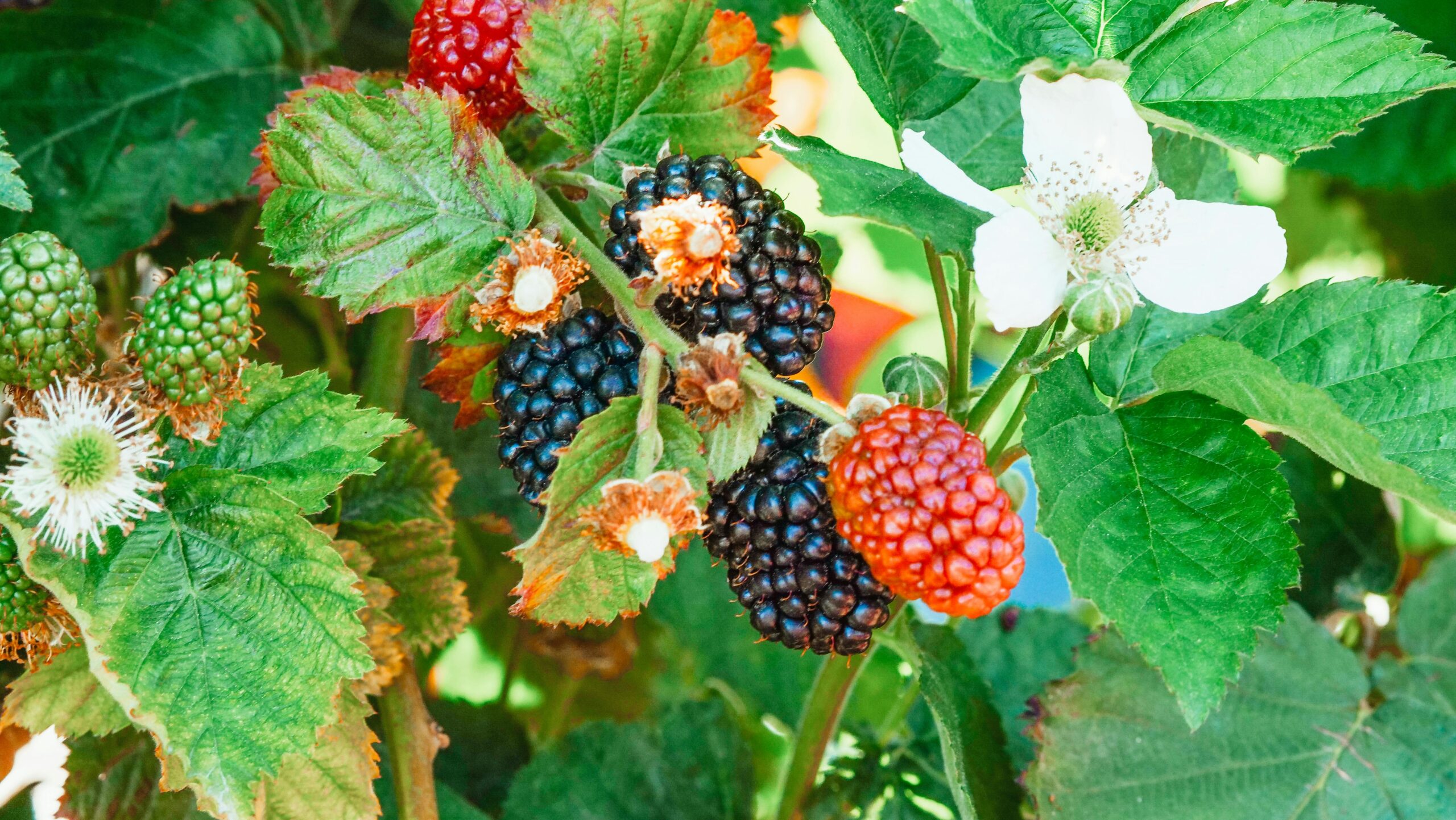 Blackberries Growing on a bush