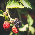 Bright and juicy blackberries growing on bush