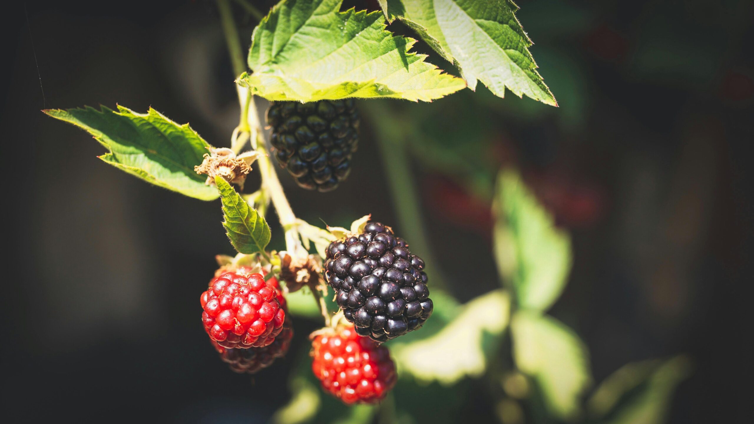 How to Prune a Blackberry Plant